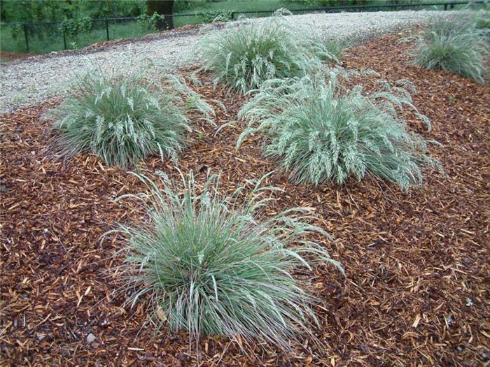 Mendocino Reed Grass