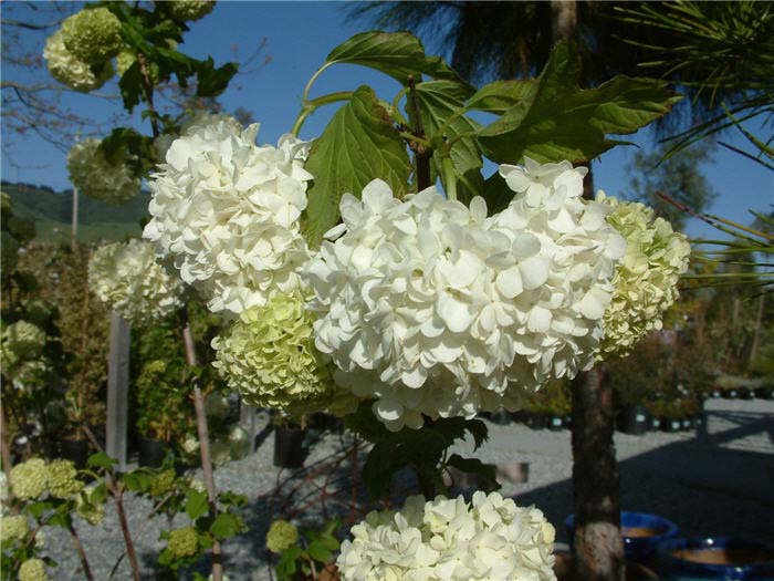 White Big-Leaf Hydrangea