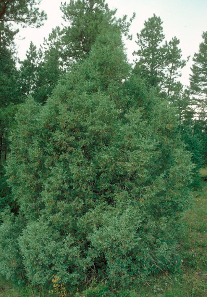 Plant photo of: Juniperus scopulorum