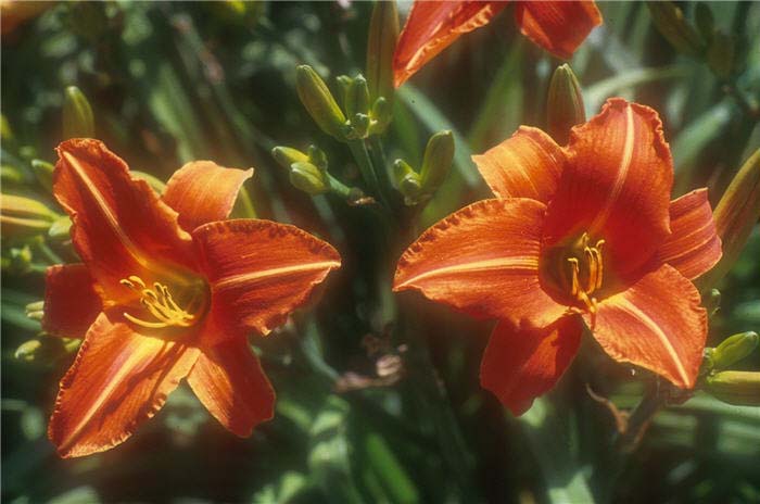 Lady Lucille Daylily