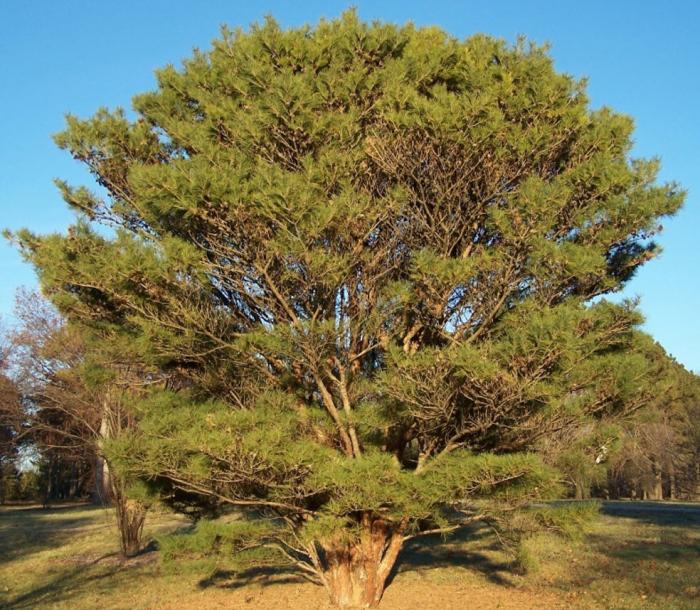 Plant photo of: Pinus densiflora