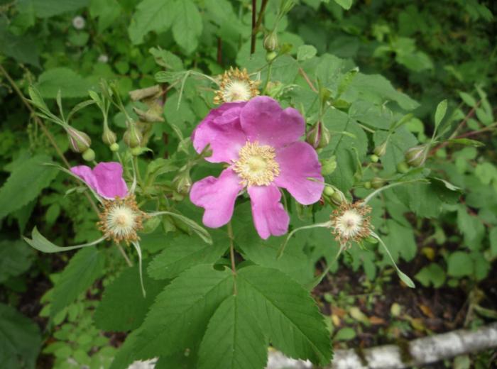 Plant photo of: Rosa nootkana
