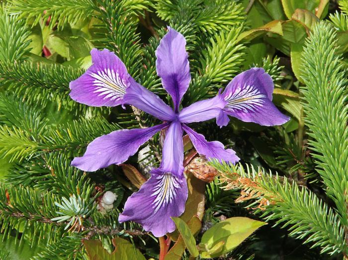 Plant photo of: Iris tenax