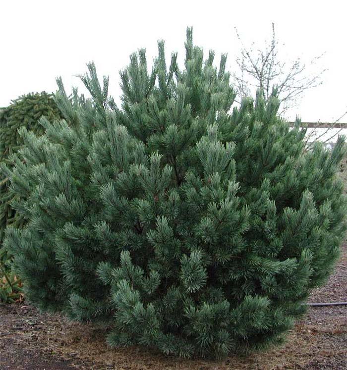 Plant photo of: Pinus sylvestris 'Glauca Nana'
