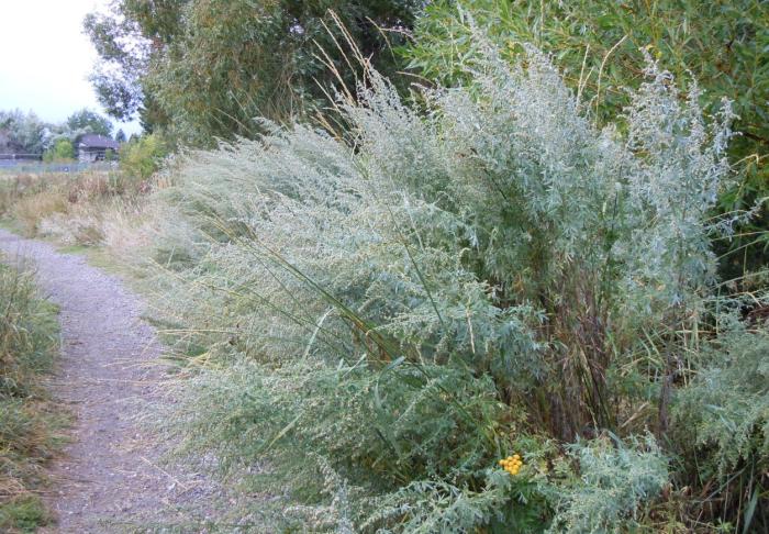 Plant photo of: Artemisia absinthium