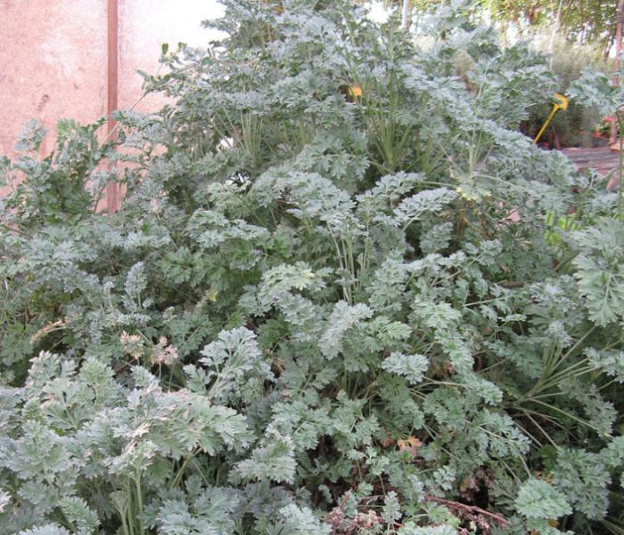 Plant photo of: Artemisia absinthium