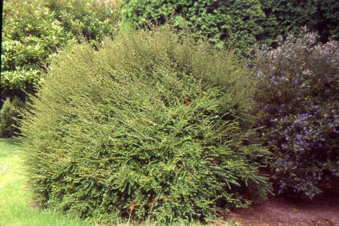 Plant photo of: Lonicera nitida