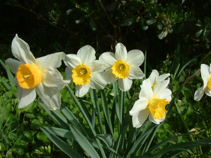 Plant photo of: Narcissus Assorted Varieties