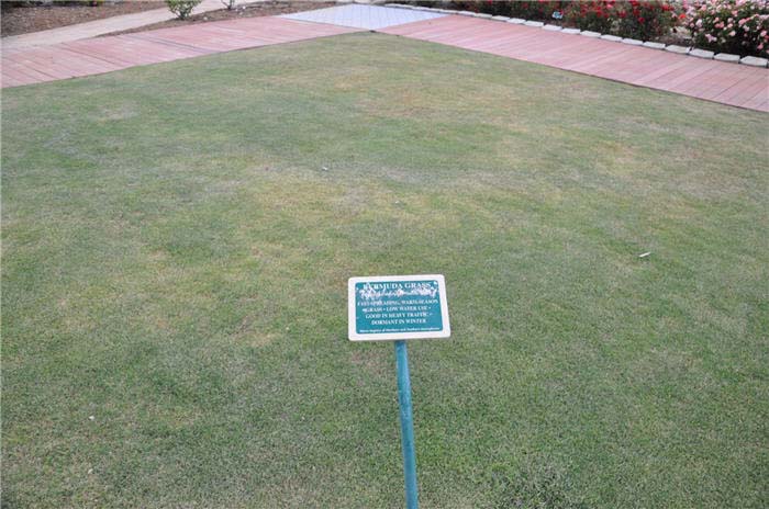 Santa Ana Bermuda Grass