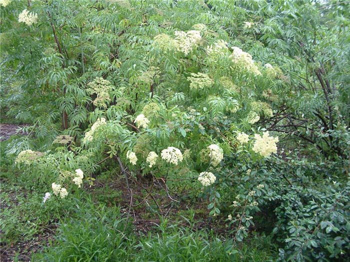 Plant photo of: Sambucus caerulea