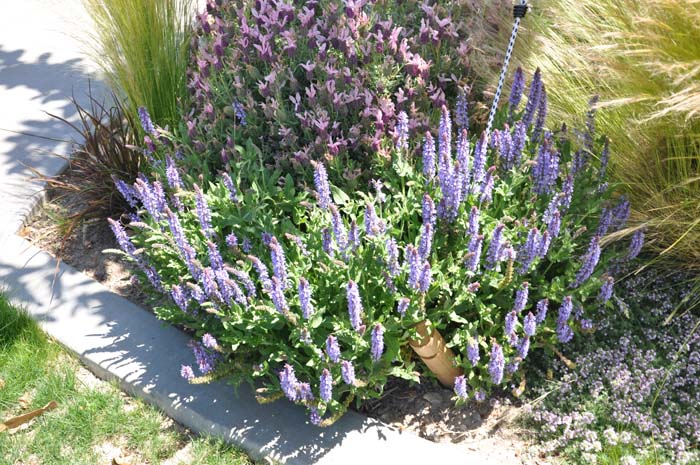 Mealy Cup Blue Sage