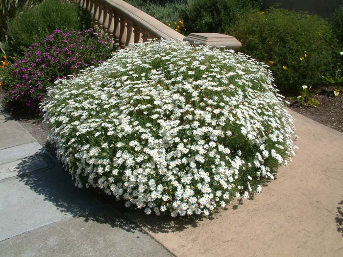 Plant photo of: Chrysanthemum frutescens 'White Lady'
