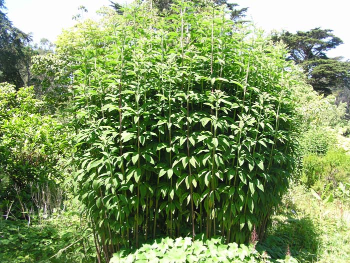 Plant photo of: Eupatorium purpureum