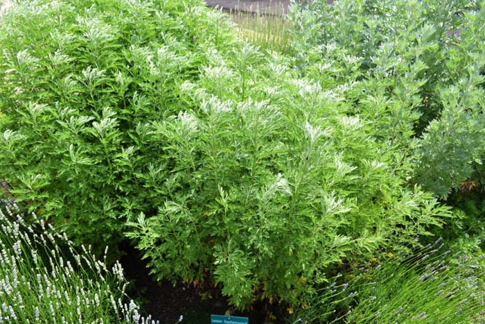 Plant photo of: Artemisia abrotanum