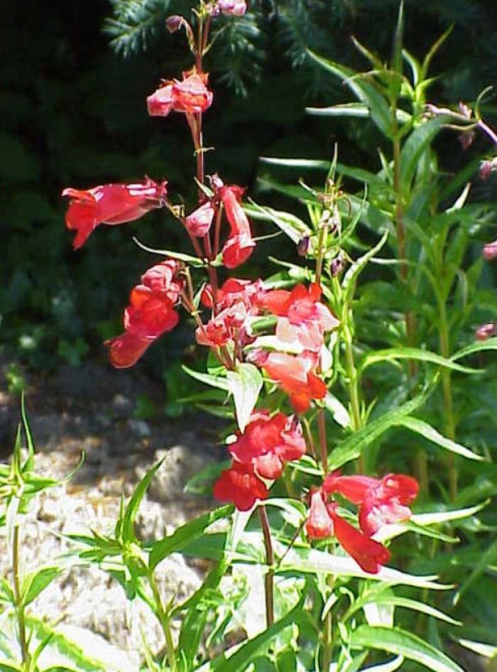 Plant photo of: Penstemon barbatus
