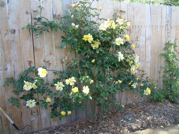Plant photo of: Rosa Climbing 'Golden Showers'