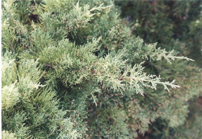 Plant photo of: Juniperus X pfitzeriana glauca