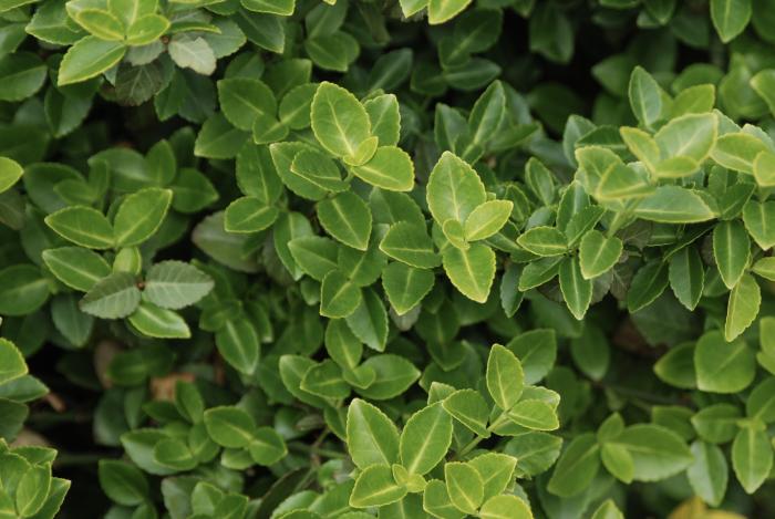 Plant photo of: Euonymus fortunei