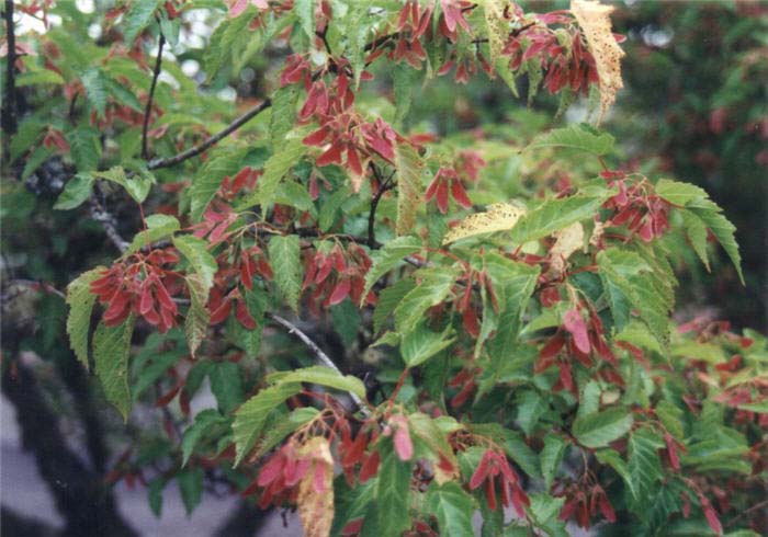 Acer tartaricum ginnala