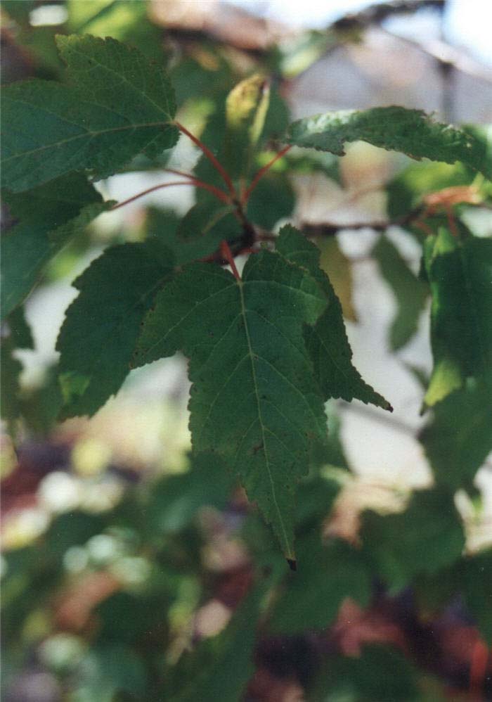 Plant photo of: Acer tartaricum ginnala