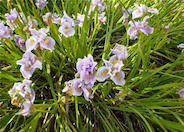 Iris Pacific Coast Hybrid 'Purple'
