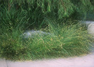 Carex barbarae