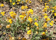 Helichrysum 'Baby Gold'