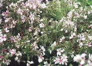 Phlox subulata 'Apple Blossom'