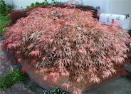 Acer palmatum 'Dissectum Ever Red'