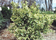 Euonymus japonicus 'SIlver King'