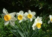 Narcissus Assorted Varieties