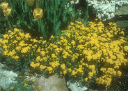 Aurinia saxatilis 'Goldkugel'