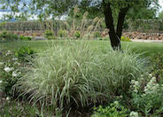 Variegated Japanese Silver Grass