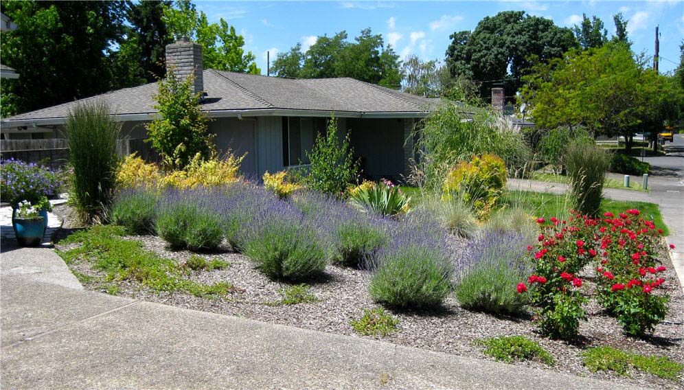 Lavender Border