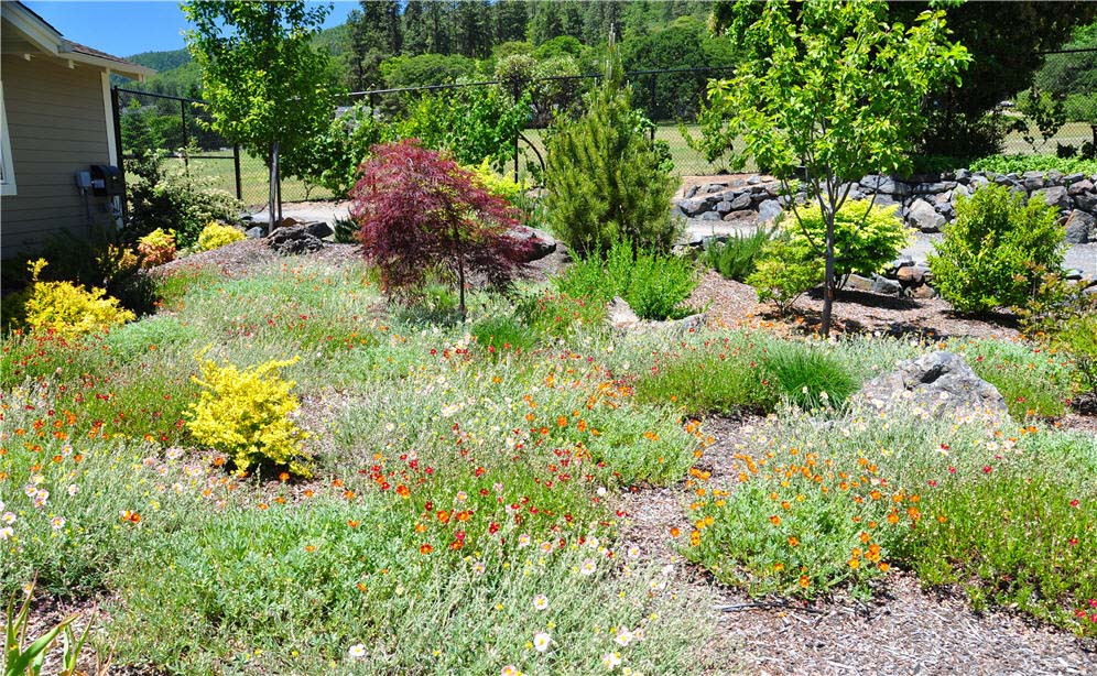 Masses of Perennials