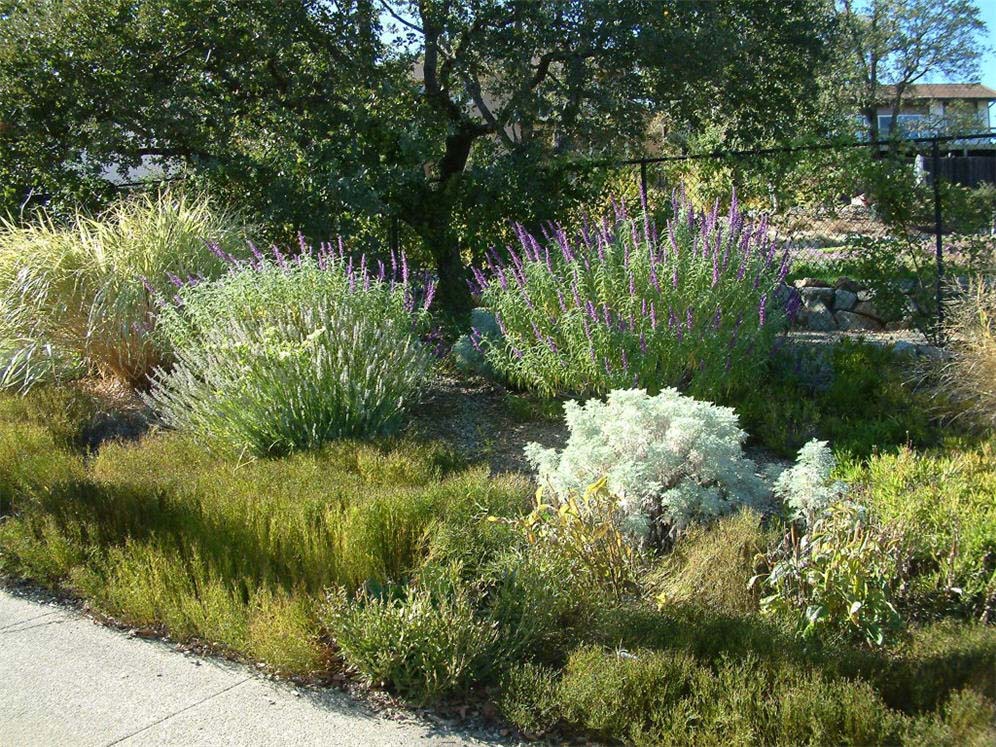 Beautiful Xeriscape