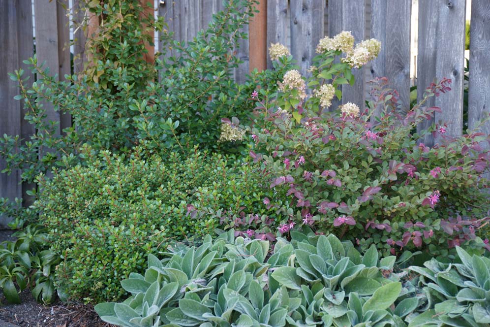 Backyard Courtyard Garden 8