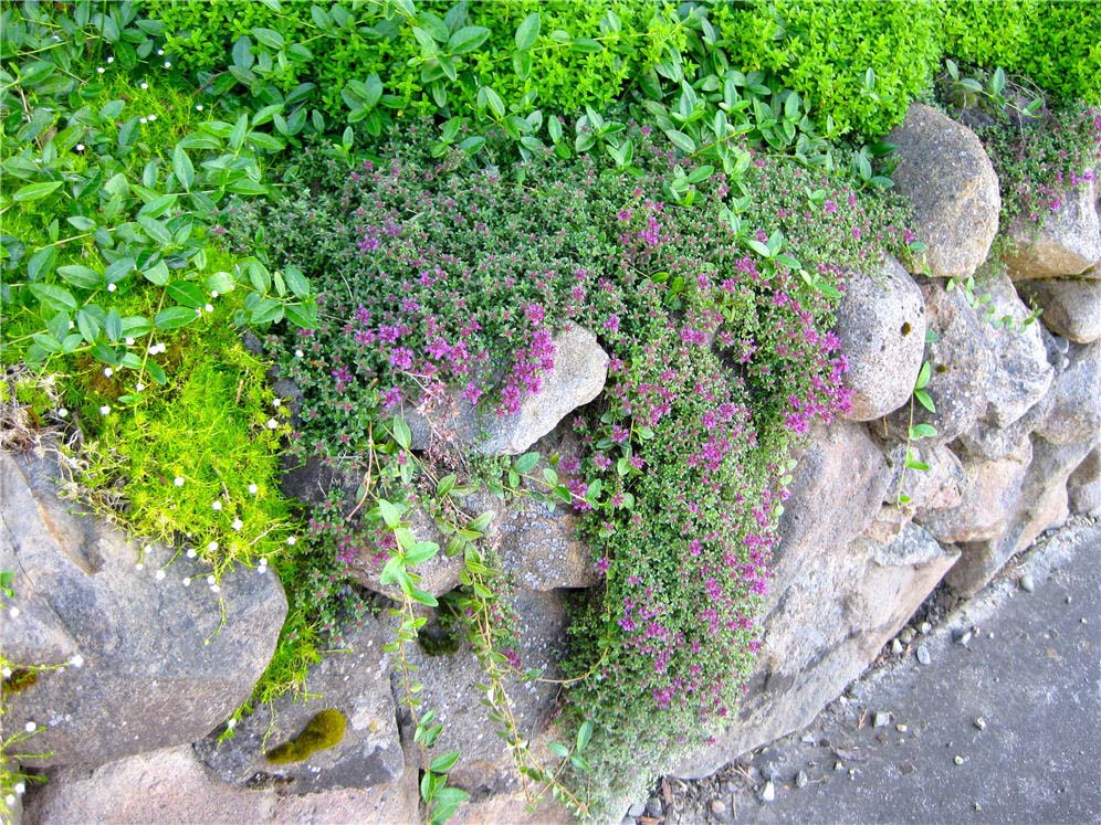 Rock Wall Plants