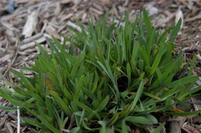 Plant photo of: Sisyrinchium bellum 'Rocky Point'