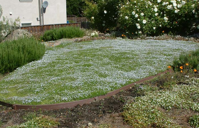 blue star creeper lawn