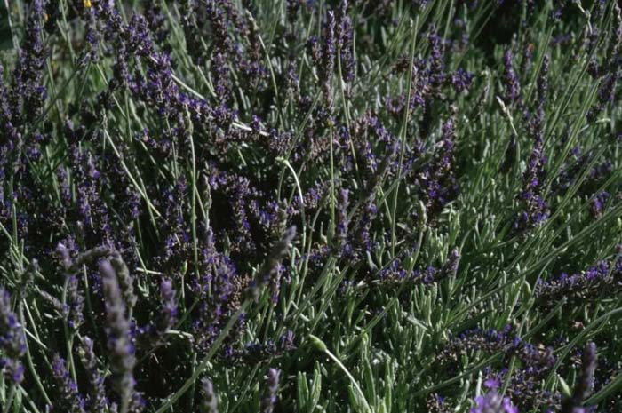 Plant photo of: Lavandula 'Goodwin Creek Gray'