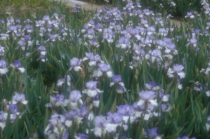 Plant photo of: Iris Bearded 'Hemstiched'