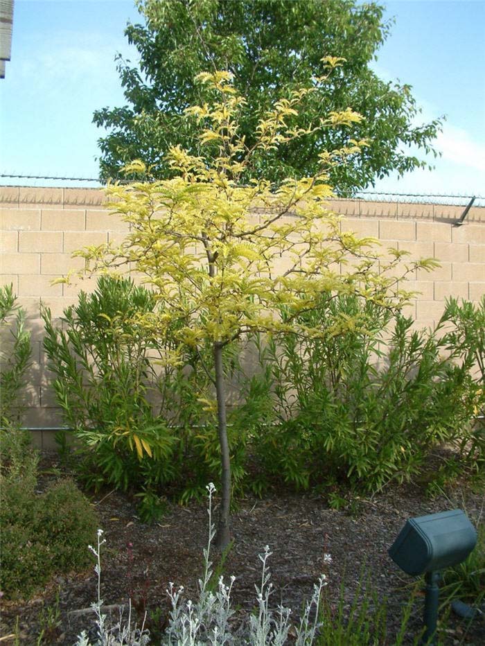 Plant photo of: Gleditsia triacanthos