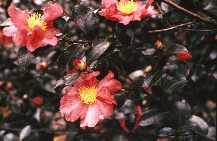 Plant photo of: Camellia sasanqua