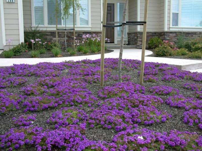 Plant photo of: Verbena peruviana 'Homestead Purple'