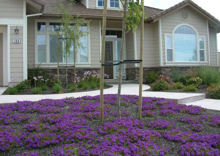 Plant photo of: Verbena peruviana 'Homestead Purple'