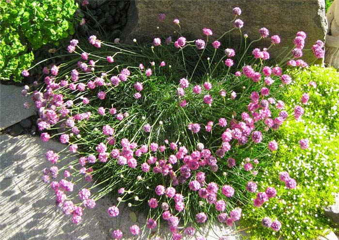 Plant photo of: Armeria maritima