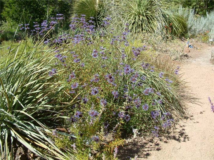 Plant photo of: Ephedra nevadensis