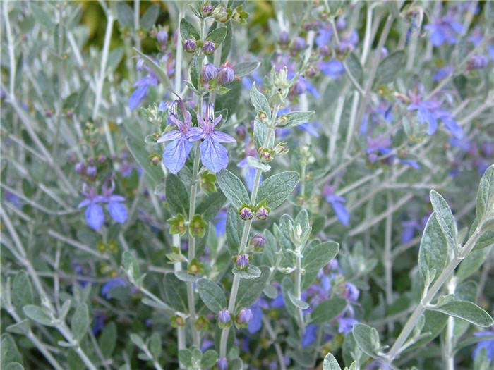 Plant photo of: Leucophyllum 'Rain Cloud'