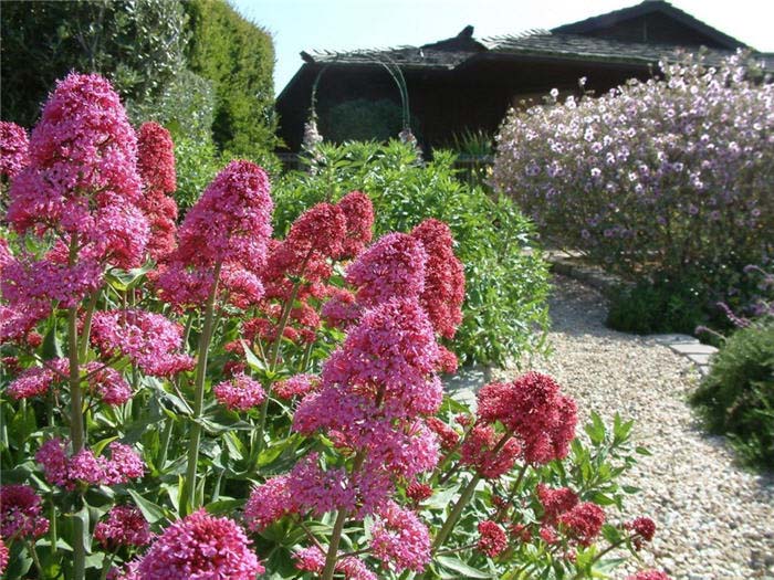 Plant photo of: Centranthus ruber